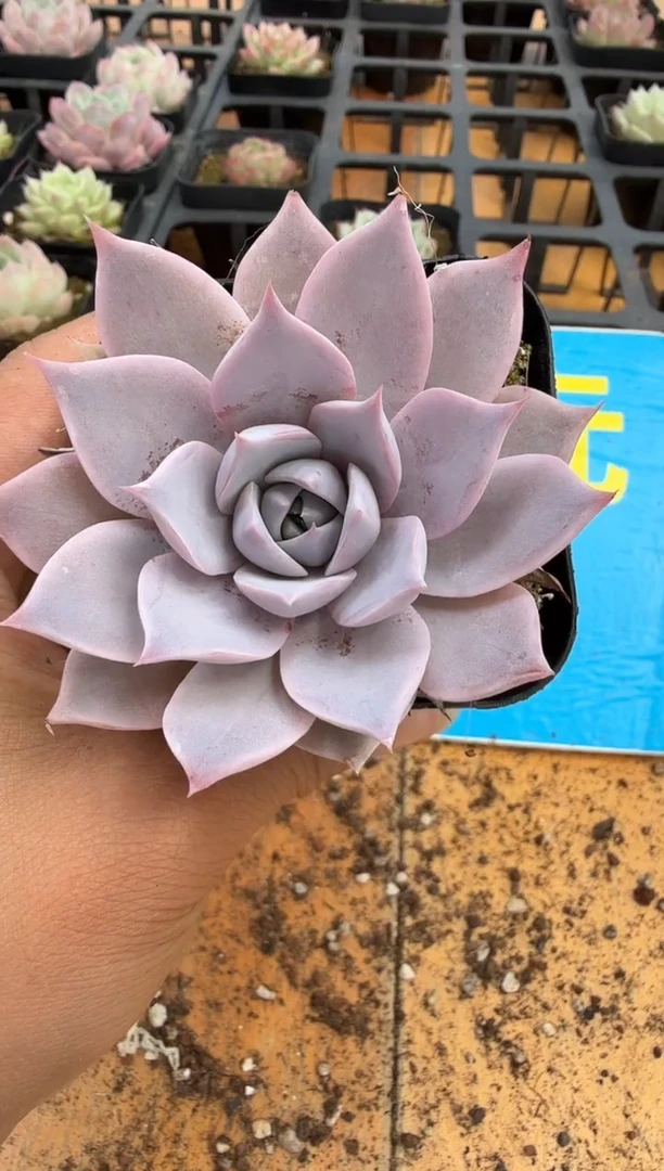 东云多肉园二店-294