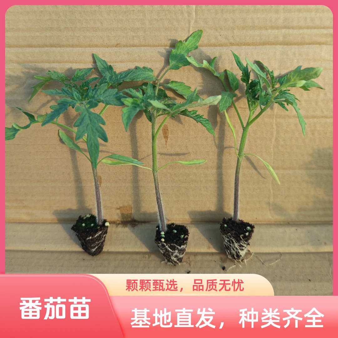 千禧圣女正宗樱桃番茄四季水果西红柿蔬菜苗秧阳台秧苗盆栽果苗