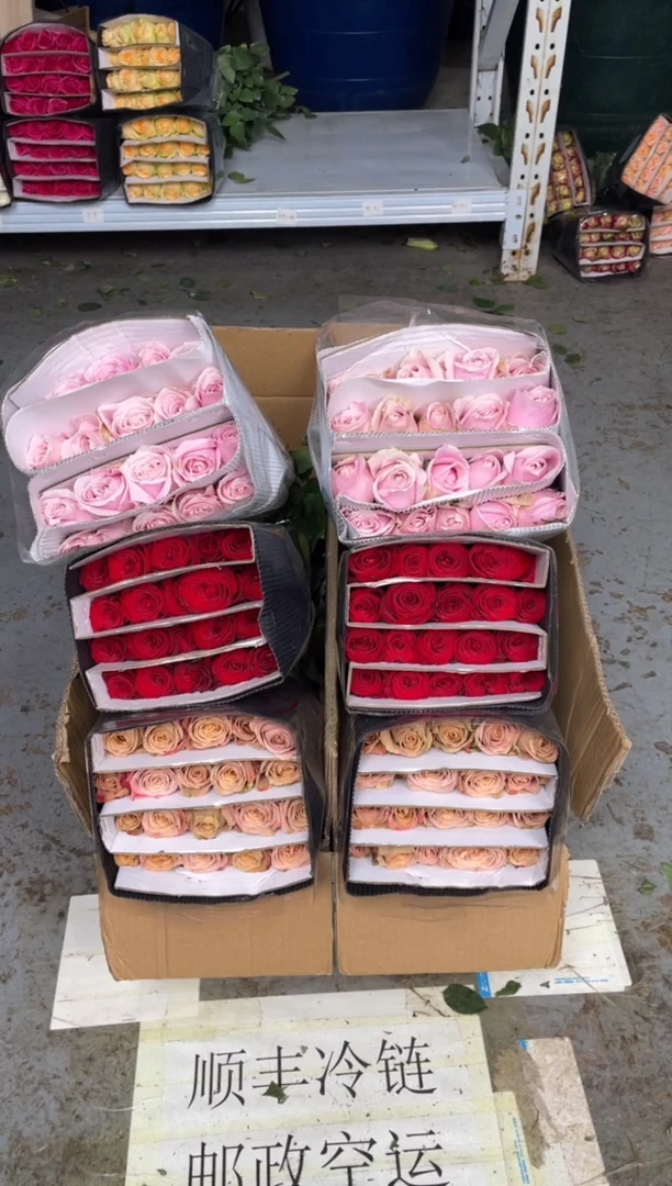 卡布20枝+高原红20枝+粉红20枝