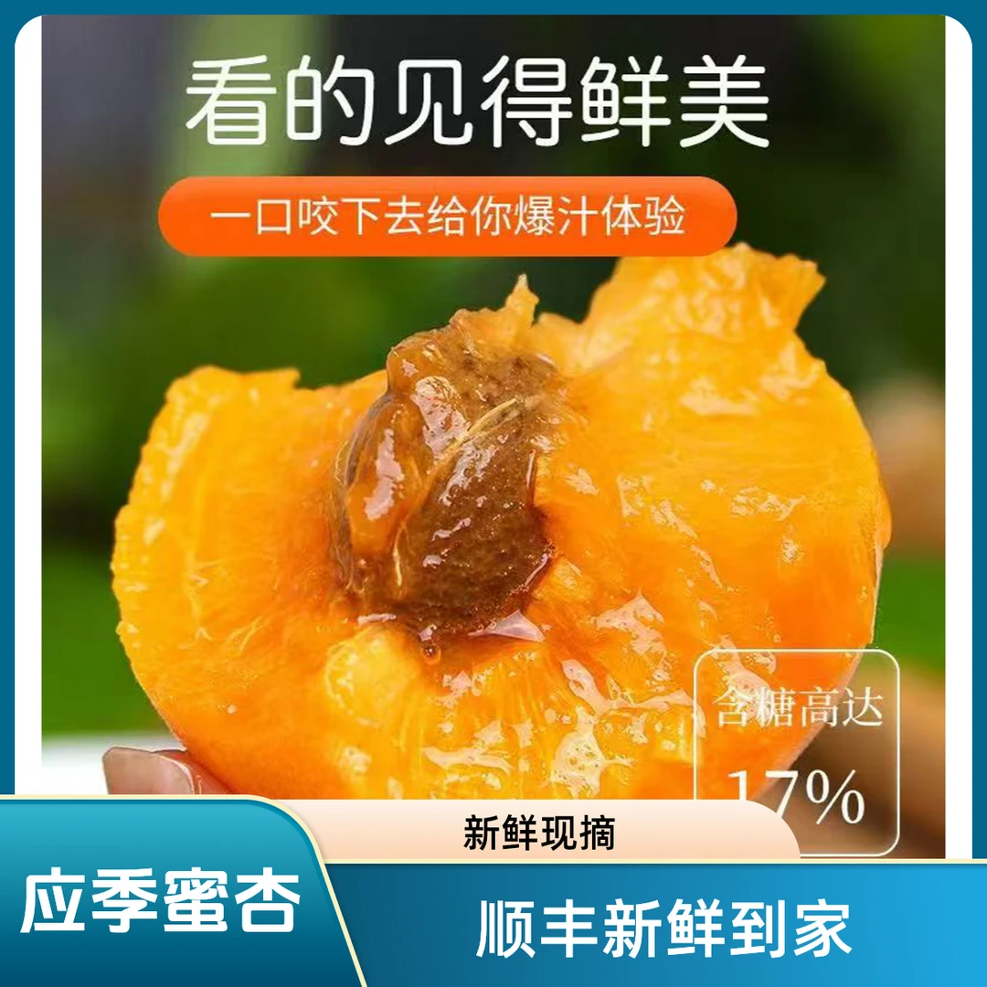 【新鲜现摘】2025年5月头茬蜜金太阳杏大黄杏孕妇水果酸甜