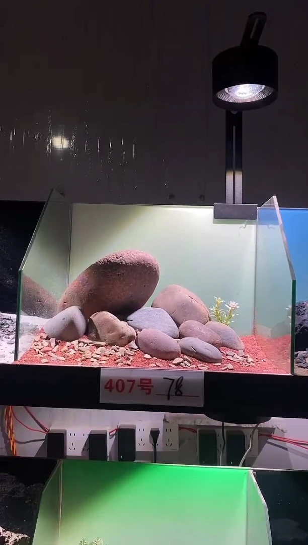 407号鱼缸造景（不含底砂）