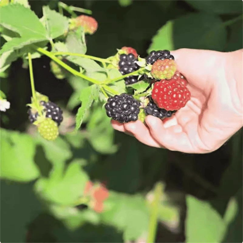 买一送一树莓大果树莓苗覆盆子苗黄红树莓苗南方北方盆栽地栽种植
