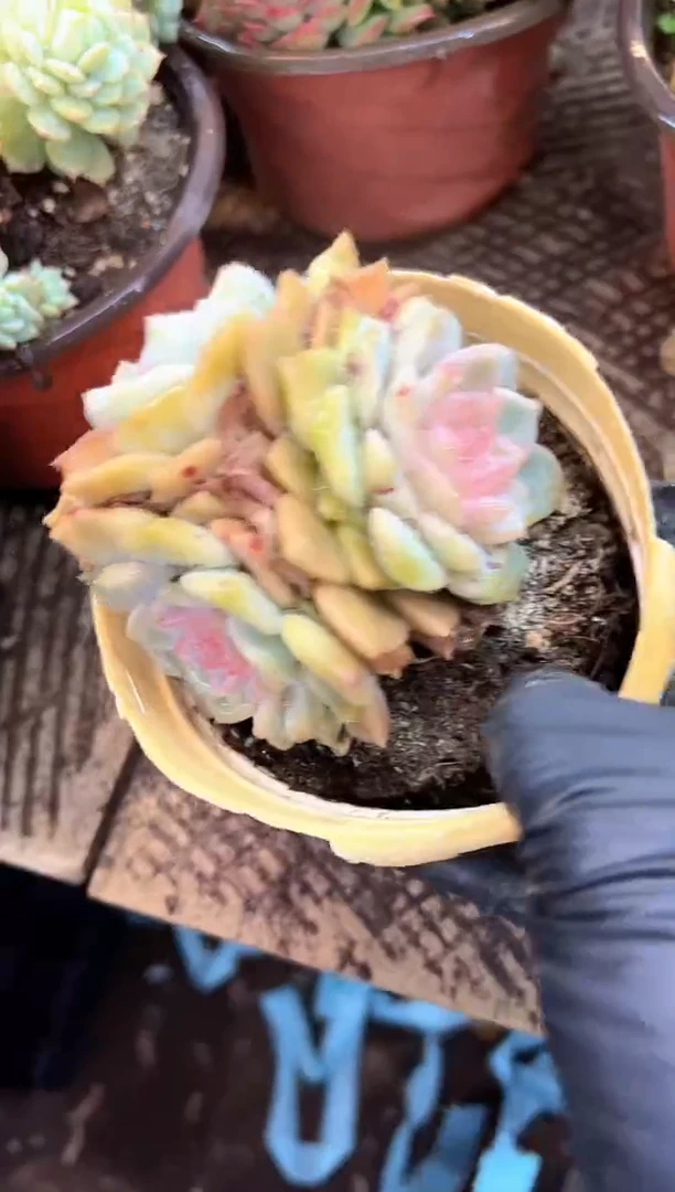 巧***王多肉植物一物一拍21414