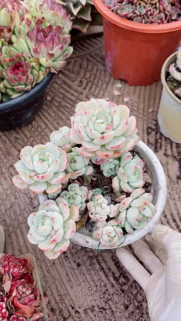 【闪购商品】04540