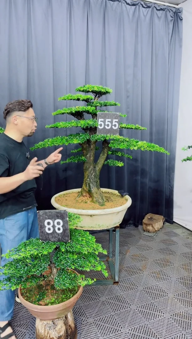 无花朵罗汉松盆景...