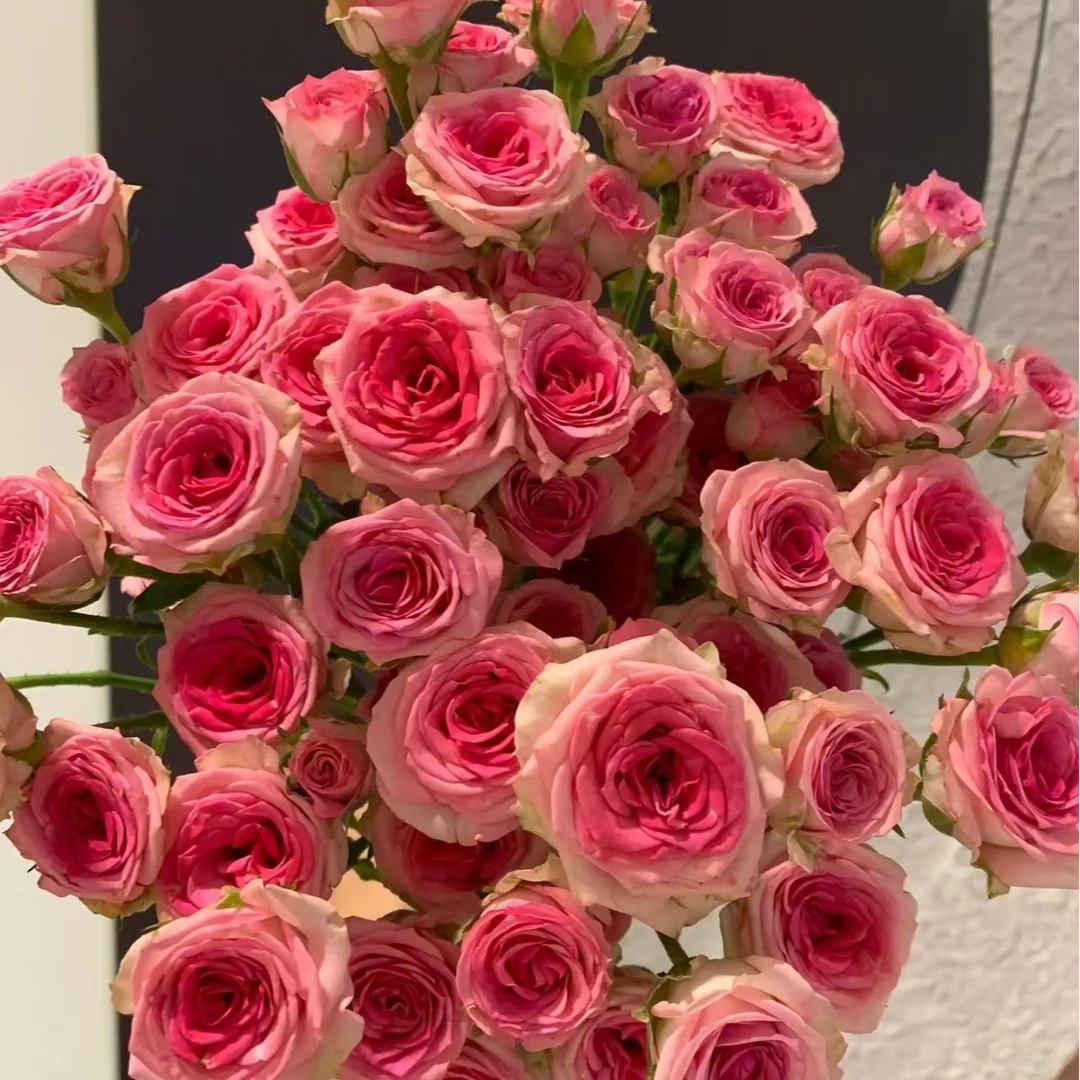 花涧小樱多头玫瑰家养鲜花云南基地直发-