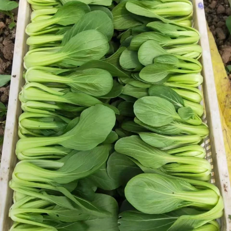 常熟本地现采现发小青菜（500G）绿色蔬菜