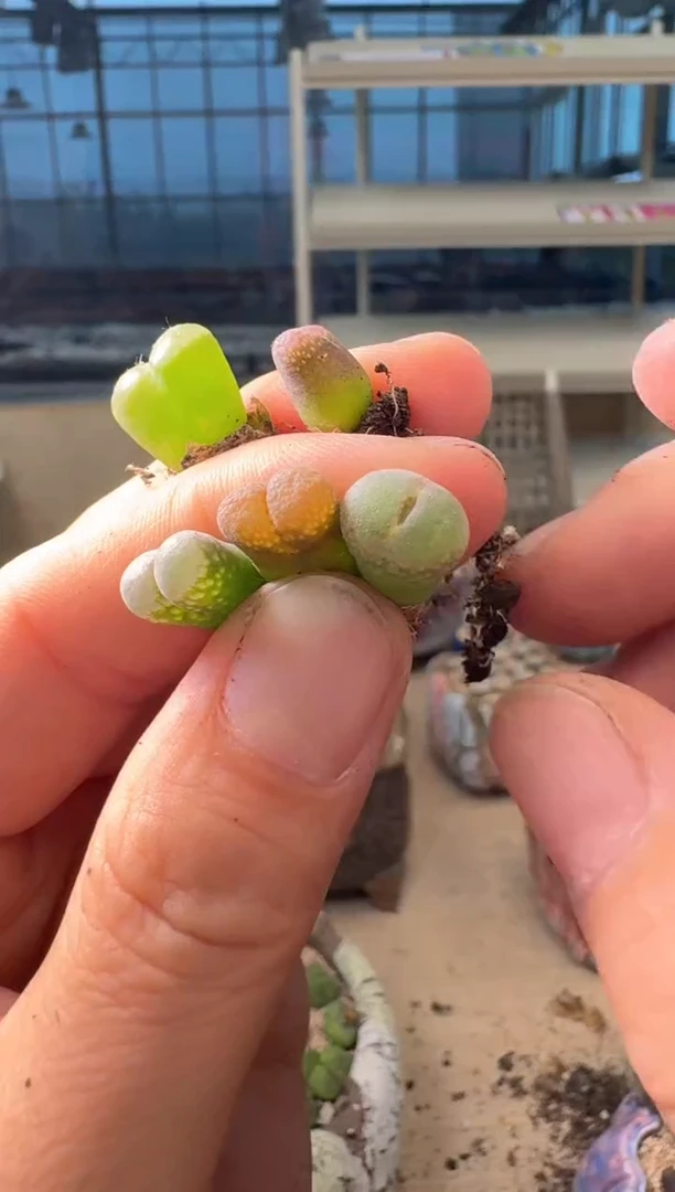 9-491多肉植物肉锥