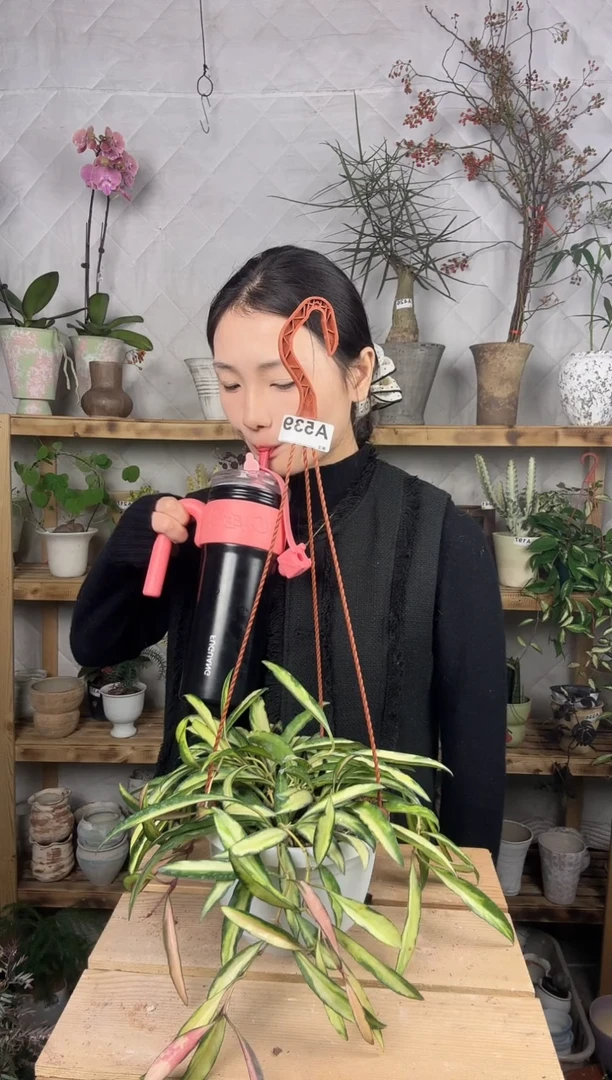 无花朵539冰糖内锦育苗盆