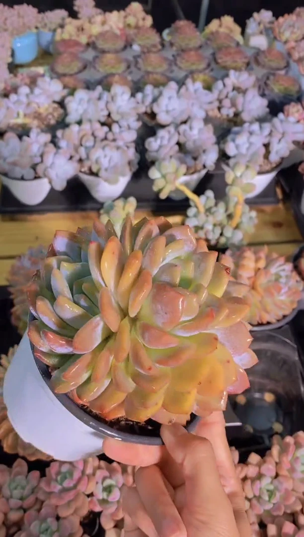 B162-A级橙梦露母本大群生脱土发（量拍）