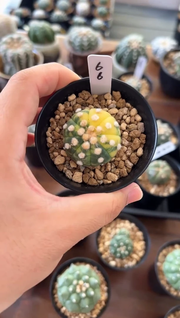 氯***钾实生根星兜仙人球编码66