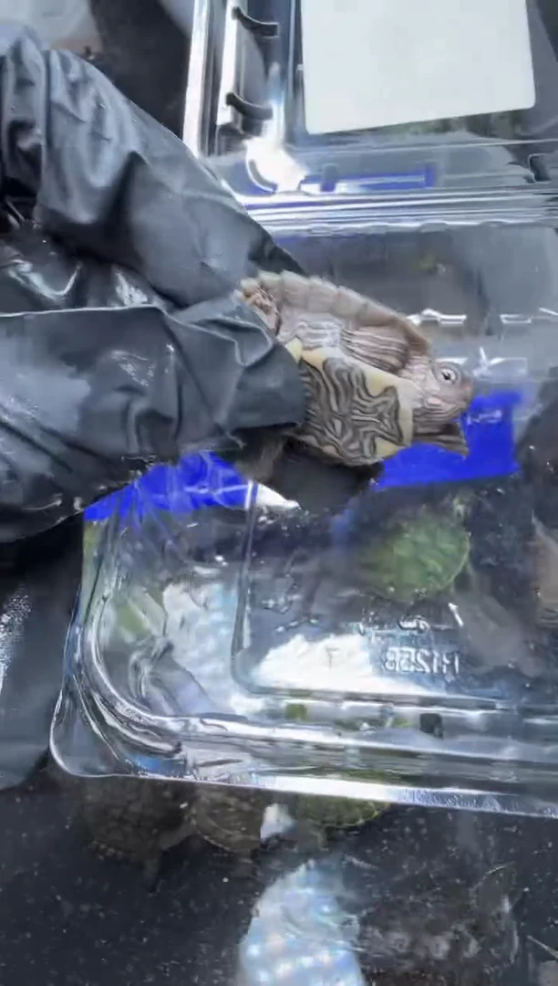 公母搭配宠物龟57号拍品