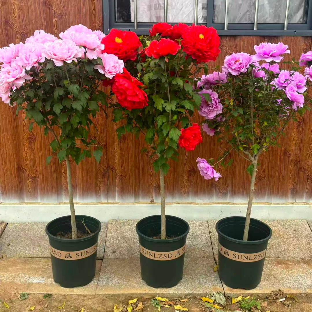 【重瓣木槿花】木槿花大花多层盆栽地栽阳台露台不怕冷南北方种植