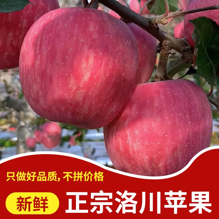 陕西洛川红富士苹果脆甜多汁苹果新鲜水果