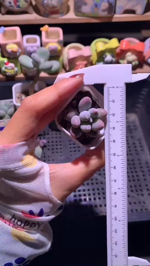 仙子奶酪多肉，满28包邮，不满发一个叶片到付