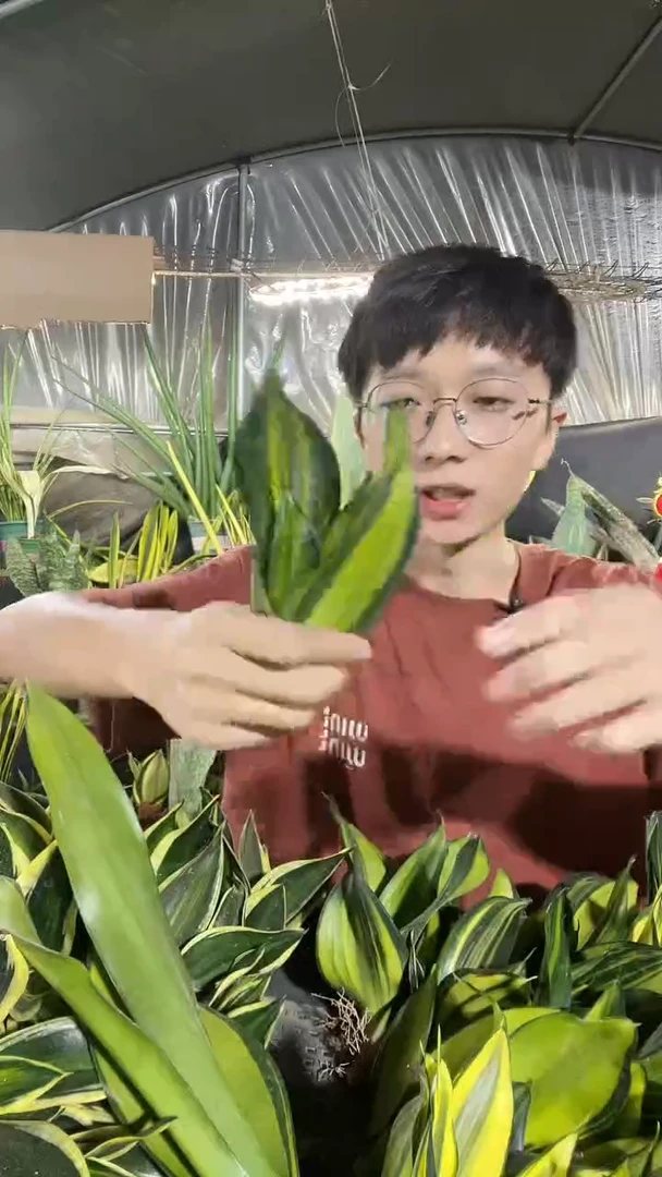 清货-矮脚七彩兰裸根19.9