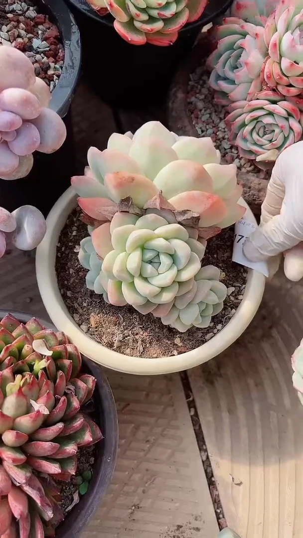 【闪购商品】17307