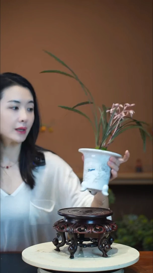 全部花朵桐*小红草盆景盆景盆景