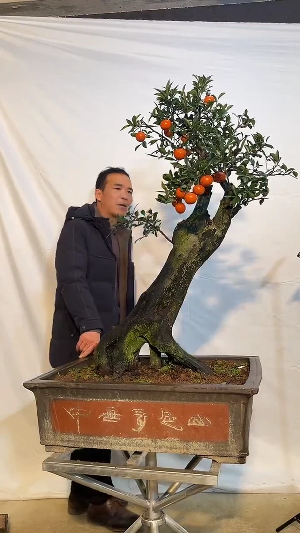 以实际为准金弹子 盆栽 盆景 一物一拍