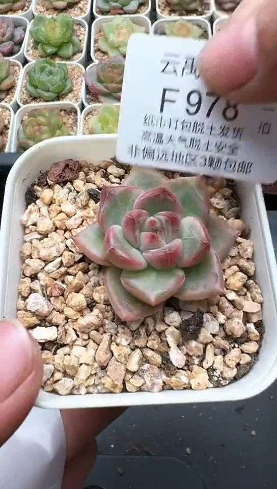 978F云禹多肉植物 默认脱土纸巾打包 3颗包邮