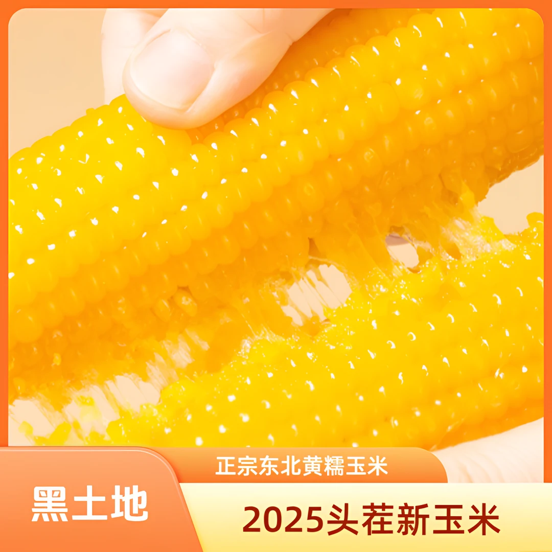 【头茬采摘试吃2根】正宗东北黄糯玉米香甜软糯黏苞米适合水煮加热