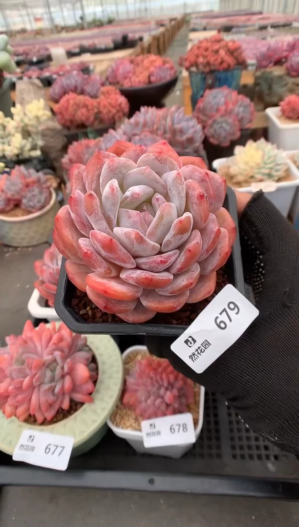 679梦露一物一拍