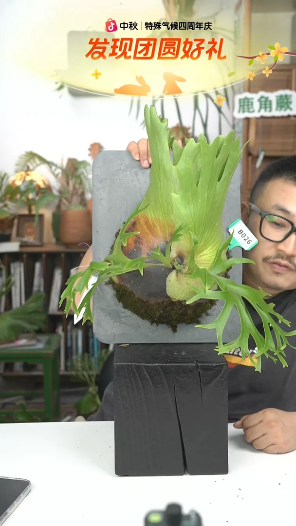 不开花植物B026-小精灵皇冠