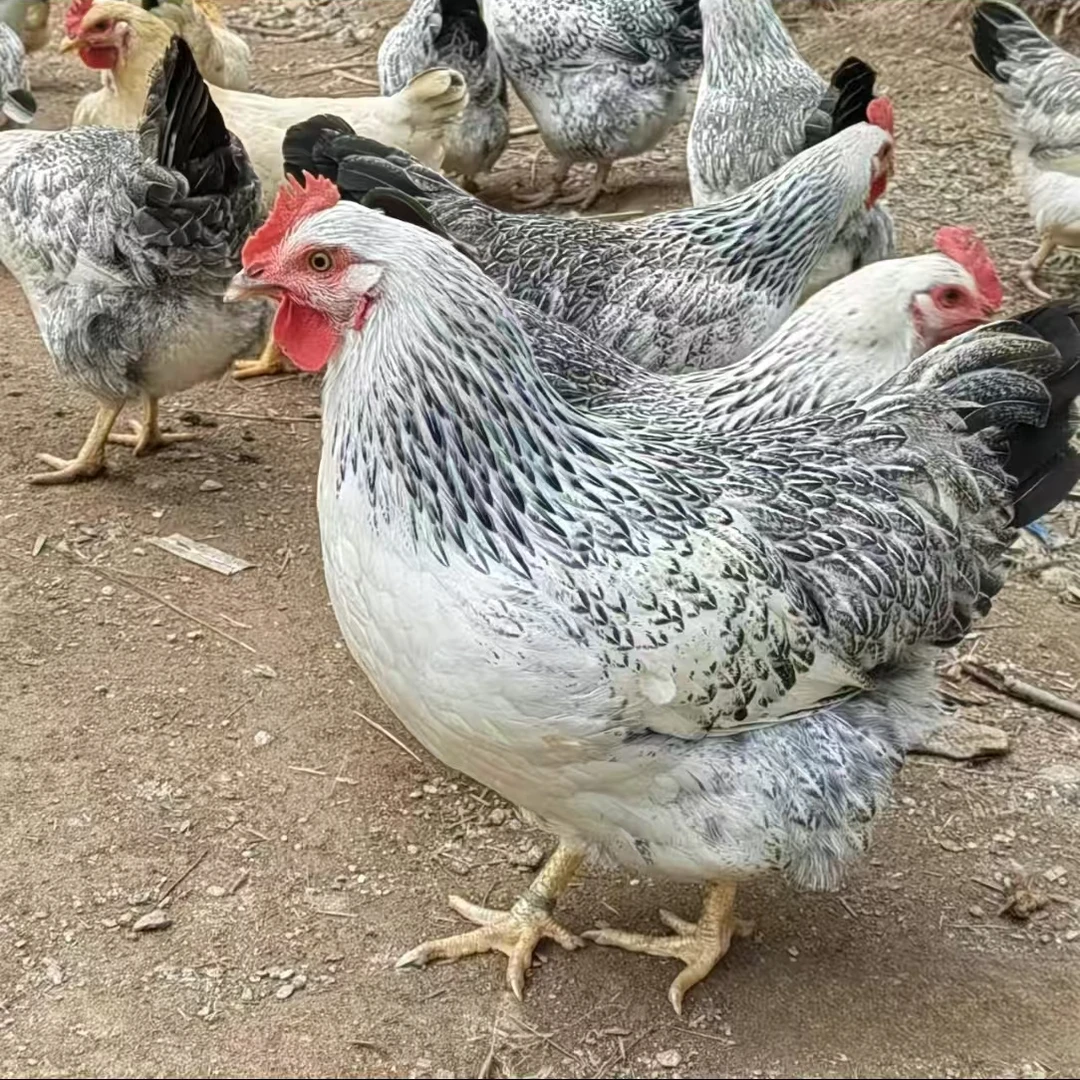 白芦花 六两到八两发货 活体发货 宠物鸡 顺风包邮