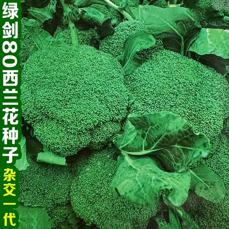 高产耐寒西兰花春秋季新鲜有机蔬菜花椰菜草莓鸡毛菜种子蔬菜种子