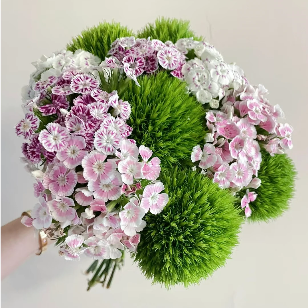 【花之洲】精选-绿毛球花花 10枝装  全店任意两单顺丰包邮