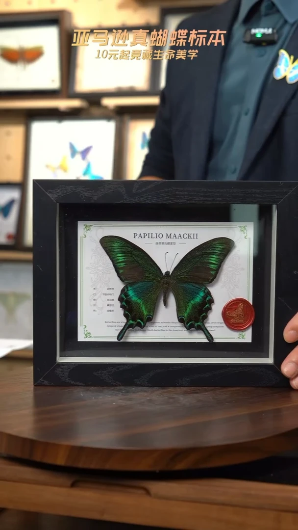 绿带翠凤蝶夏型8寸黑框国风版