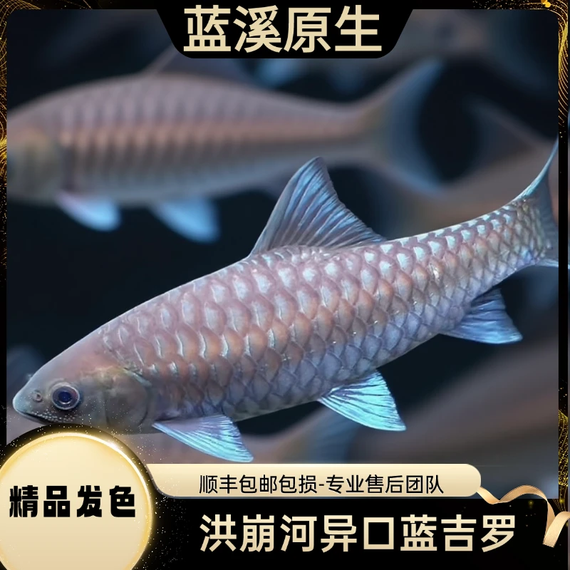 2异口+1条国结鱼苗包邮包损