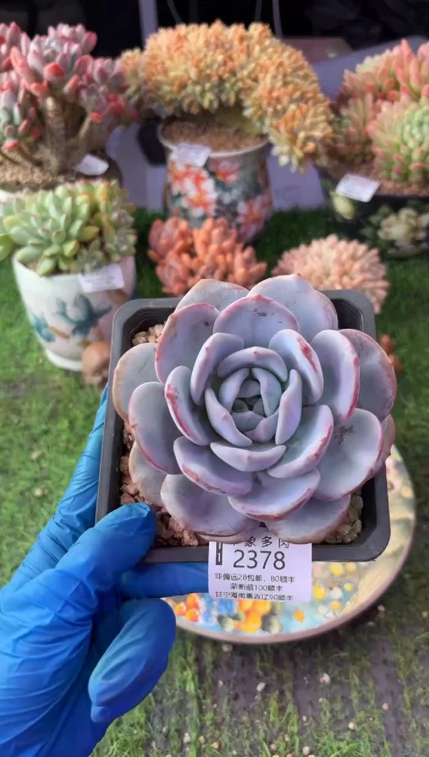 昆明印象多肉2378