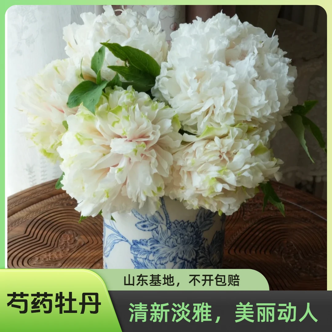 【琼台玉露-3A】牡丹鲜切花山东菏泽直发（送营养液)