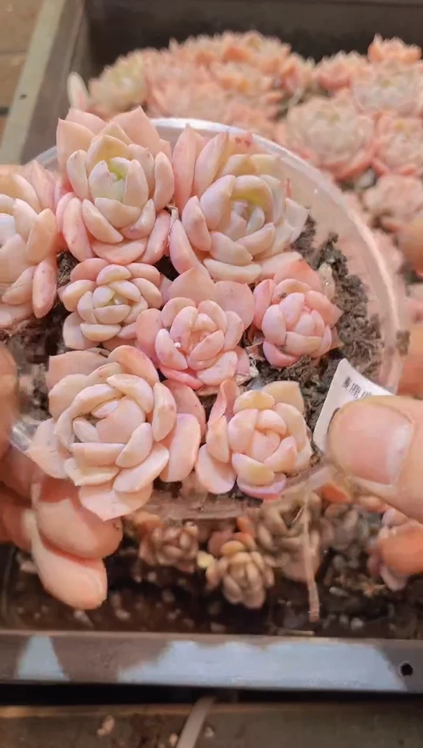 【闪购商品】017粉泡量拍1盒