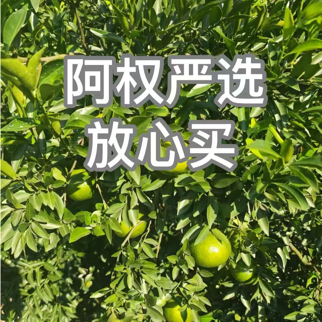 【阿权专享】天18陈化 英州围 大红皮断皮 拍一发四到手1000g袋装