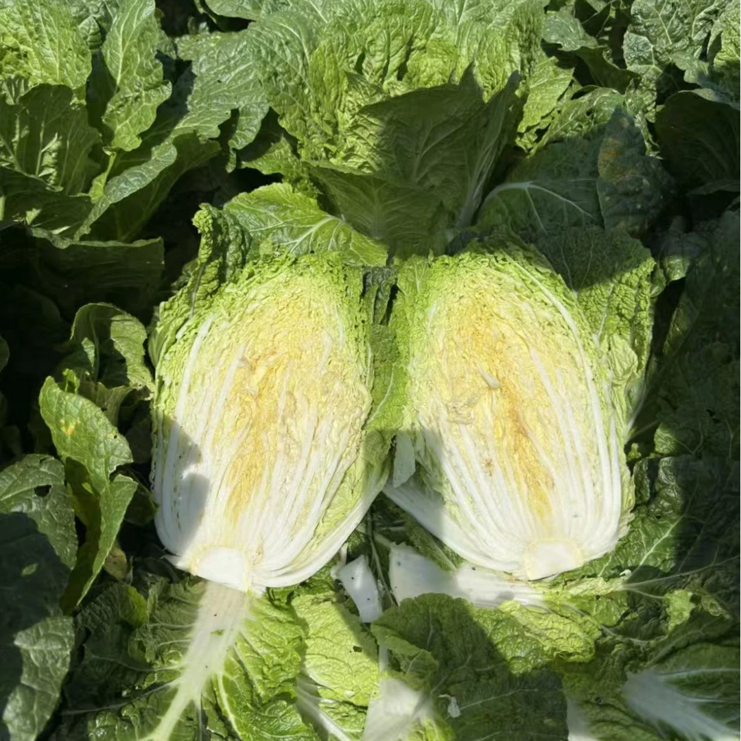 贵州高山露天农家种植大白菜火锅白鲜甜可口小白菜