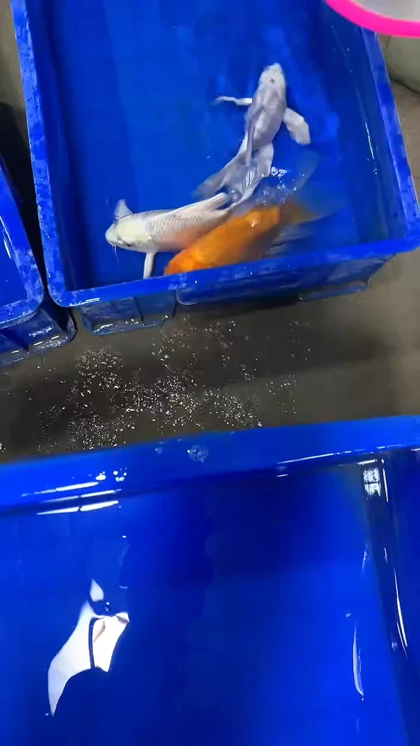 蝴蝶鲤鱼蝴蝶鲤直播选鱼专用链接