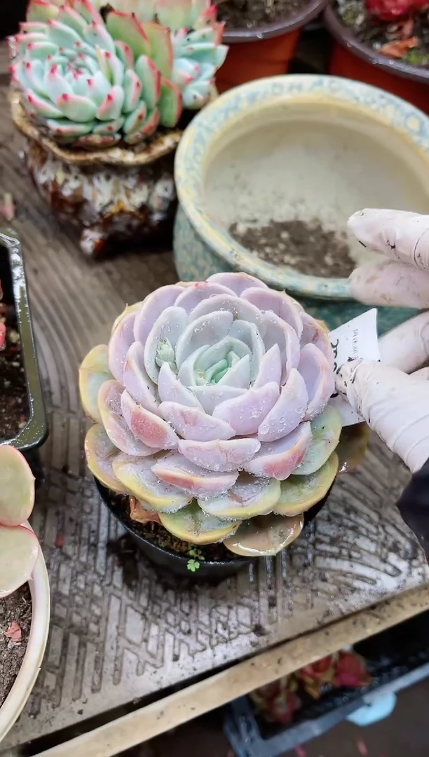 【闪购商品】20049