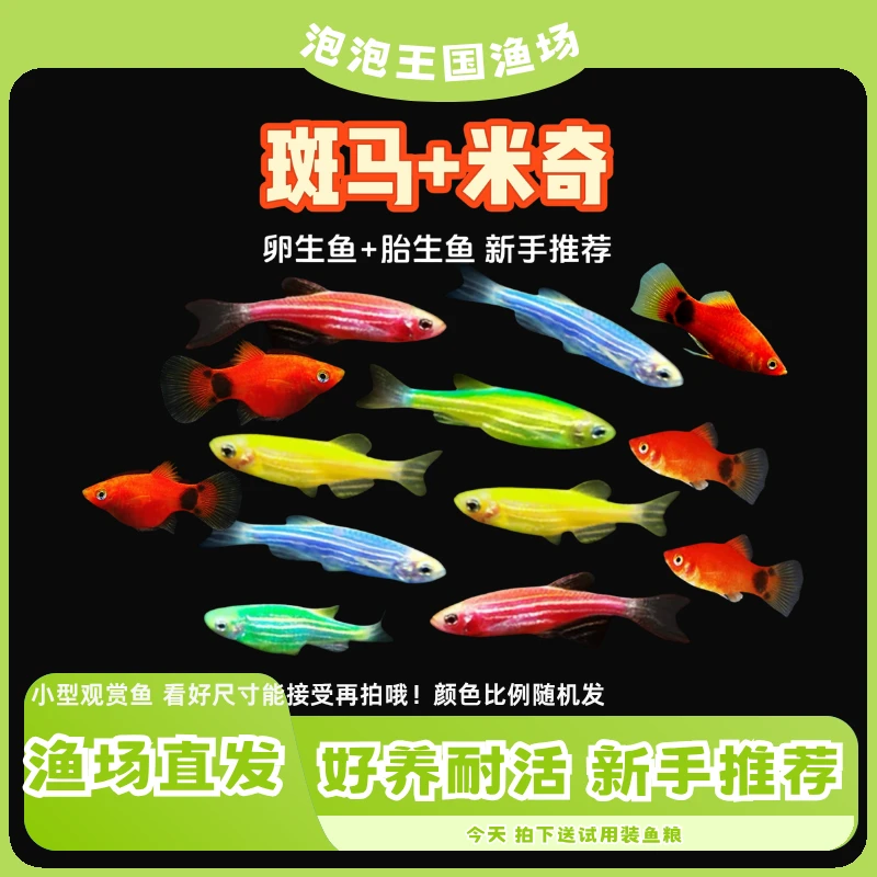 【斑马+米奇】多彩斑马鱼红米奇鱼小型热带淡水鱼
