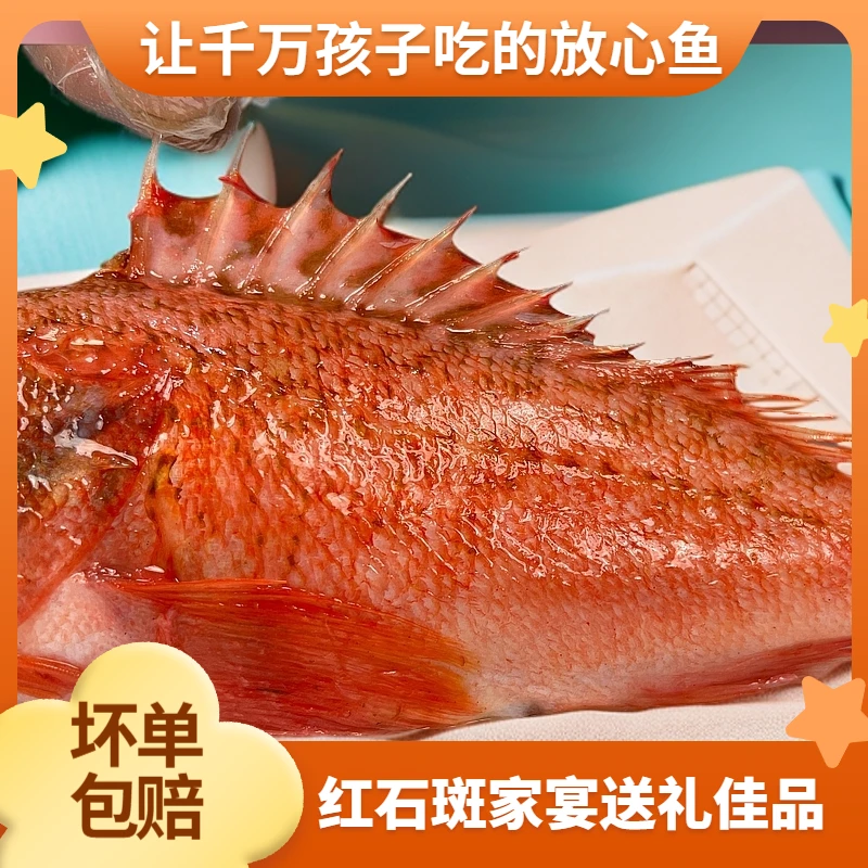 非养殖石斑鱼石九公狗公黑腹鲉鱼虎头斑海鲜水产速冻顺丰发货