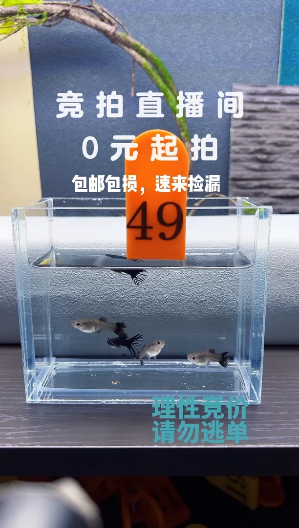 孔雀鱼毒液墨蓝冠尾两公3母编号49