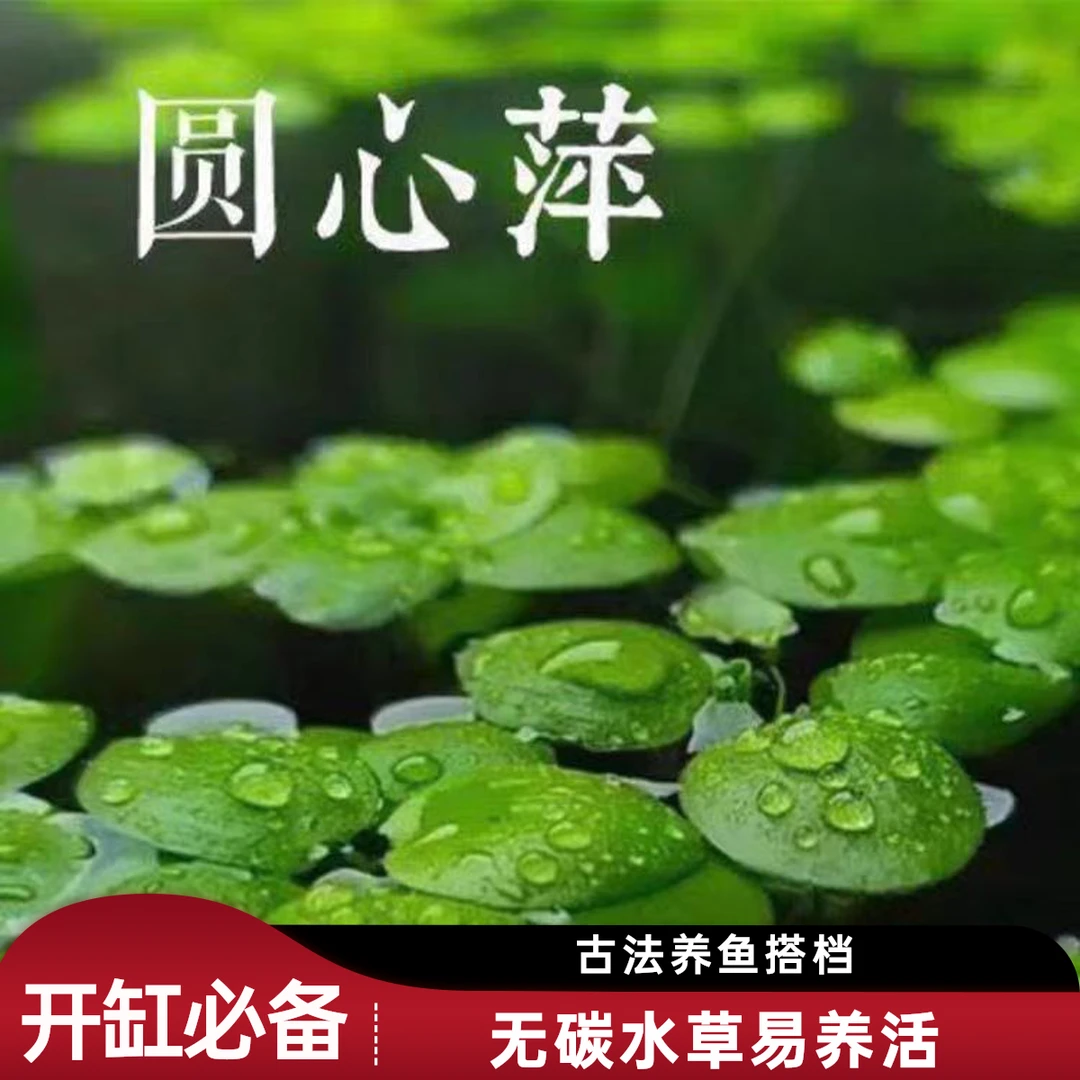 【包损】开缸必备圆心浮萍水草活体鱼缸造景  控藻王者 氮磷吸附