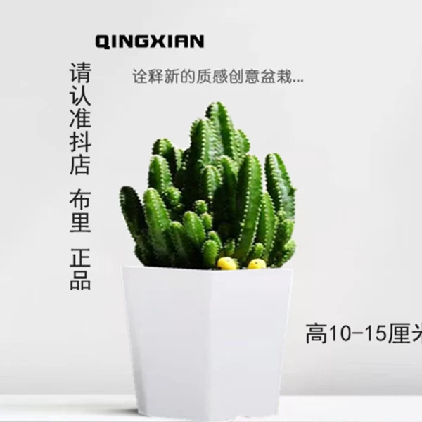 专属【拍一发二】万重山仙人掌室内盆栽绿植耐旱植物桌面装饰吸甲醛