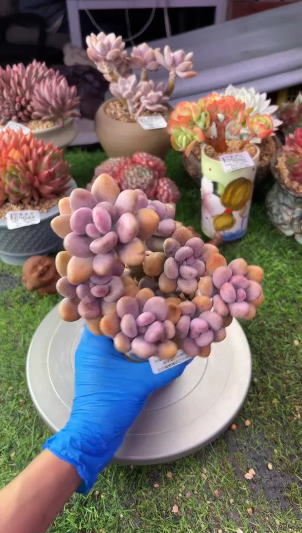 昆明印象多肉05190