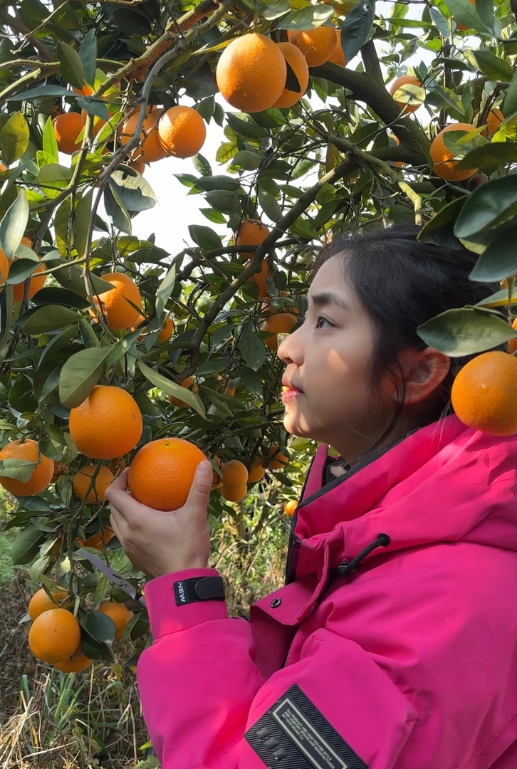 顺丰快递 正宗奉节脐橙 新鲜采摘 产地直发 橙香味浓 汁多爽口
