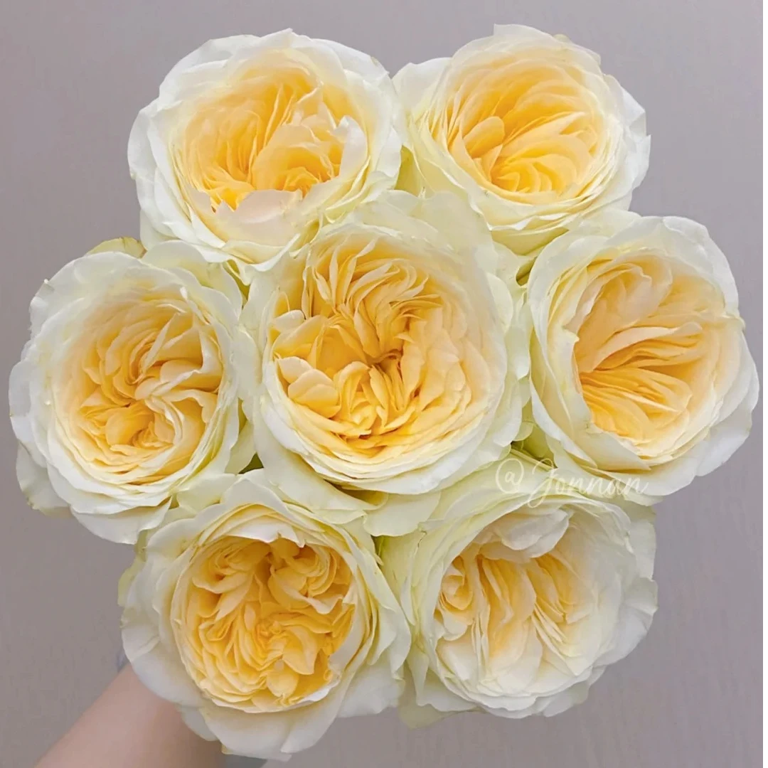 奶油杯，单头玫瑰，1单冷链包邮，2单升级顺丰冷链，远的发德邦