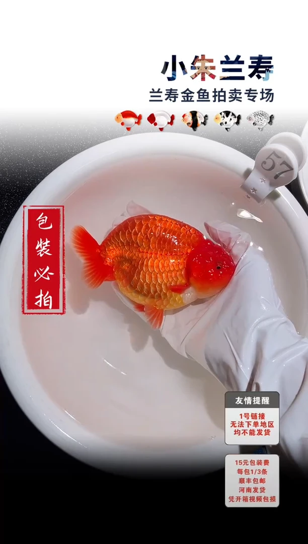 金鱼包装必拍未拍顺丰到付57号