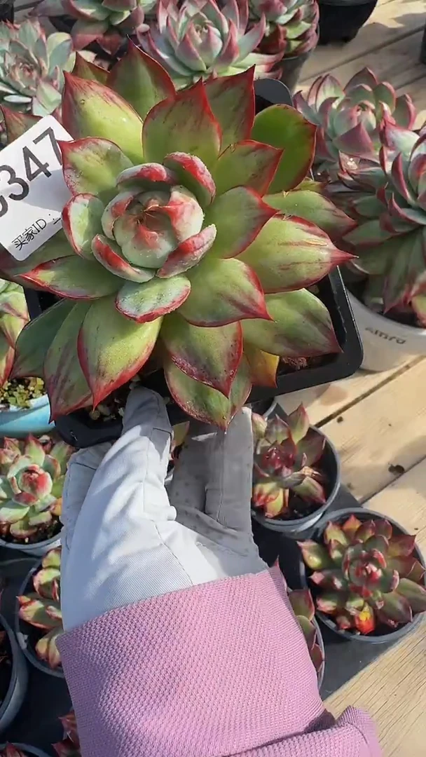 C347惊鸿仙子（裸根发货）