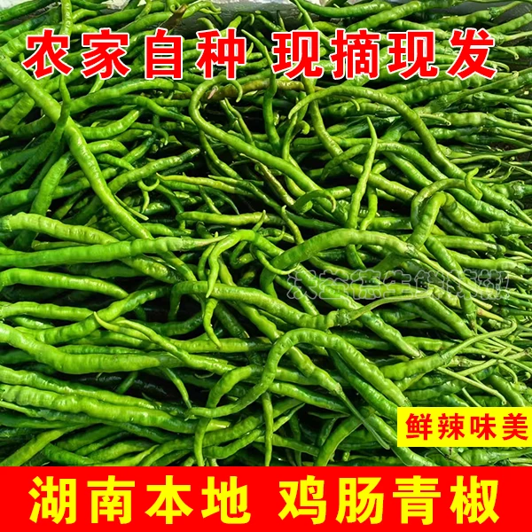 湖南本地新鲜现发特辣青辣椒新鲜超长线椒蔬菜产地